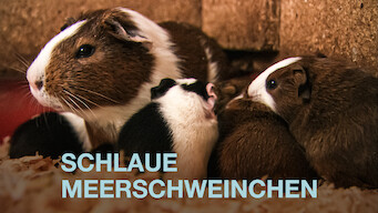 Schlaue Meerschweinchen (2013)